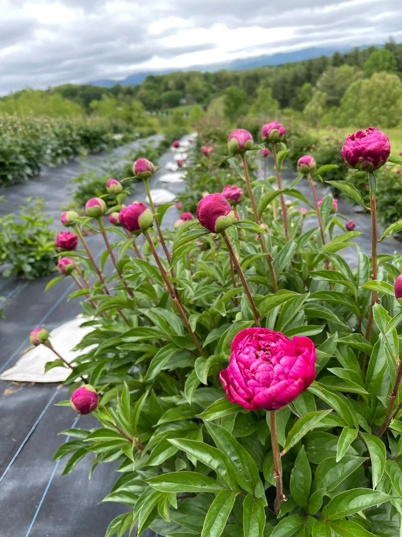 Leave Healthy Green Foliage Working