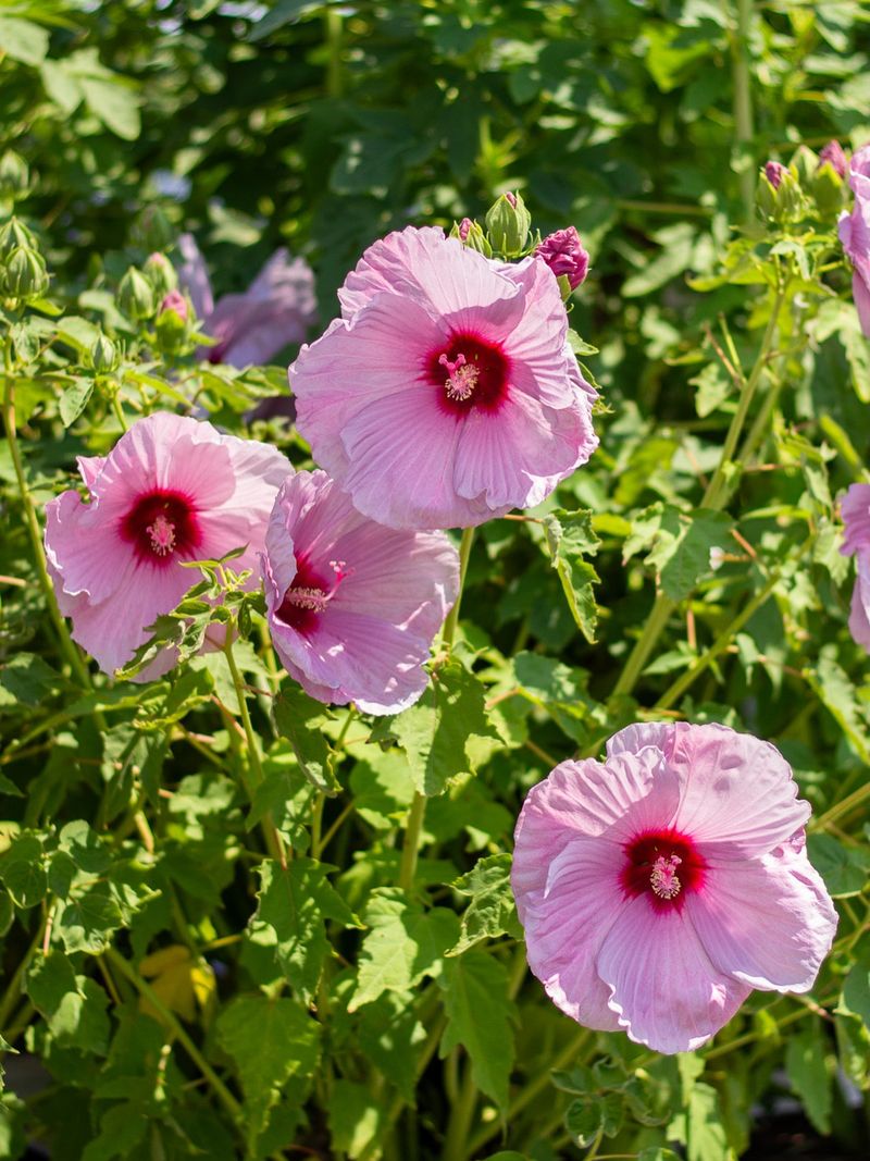 Leave Healthy Growth Until The Season Ends Leave Healthy Growth Until The Season Ends