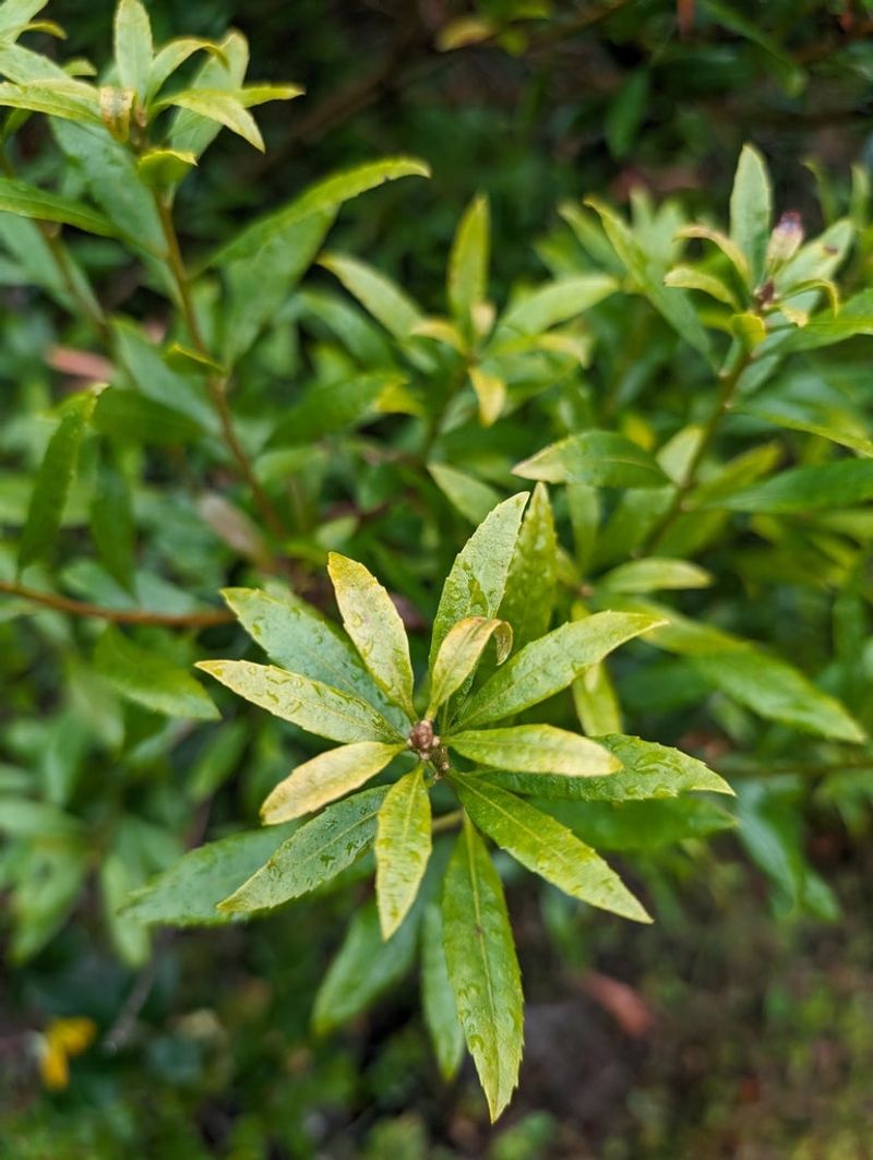 Leave Healthy Interior Growth In Place