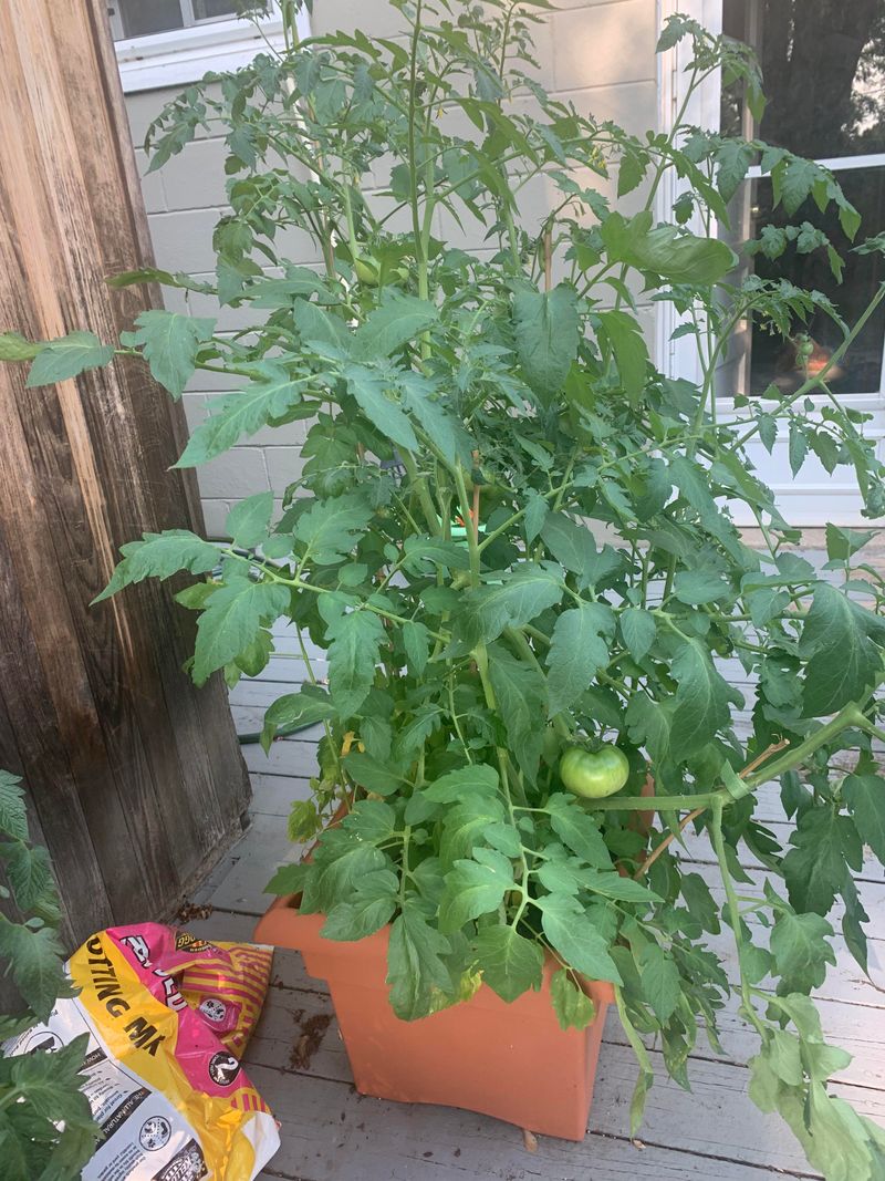 Leave Healthy Leaves Around Ripening Fruit