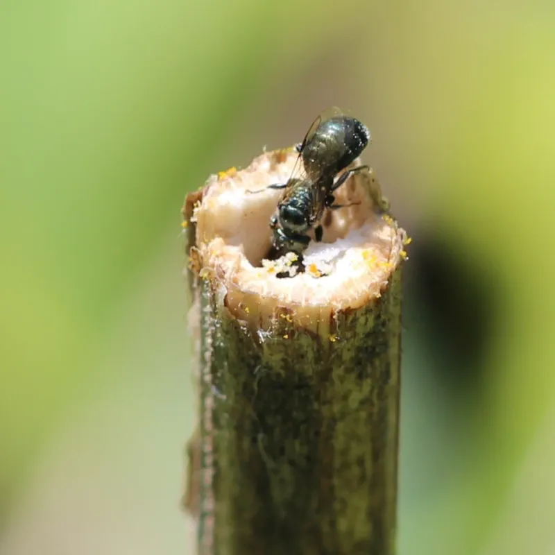 Leave Hollow Stems For Insects Leave Hollow Stems For Insects