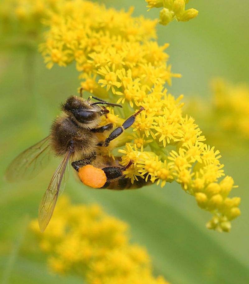 Leave Late Blooms Ready For Pollinators Leave Late Blooms Ready For Pollinators