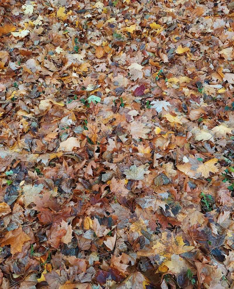 Leave Leaf Litter To Insulate The Ground