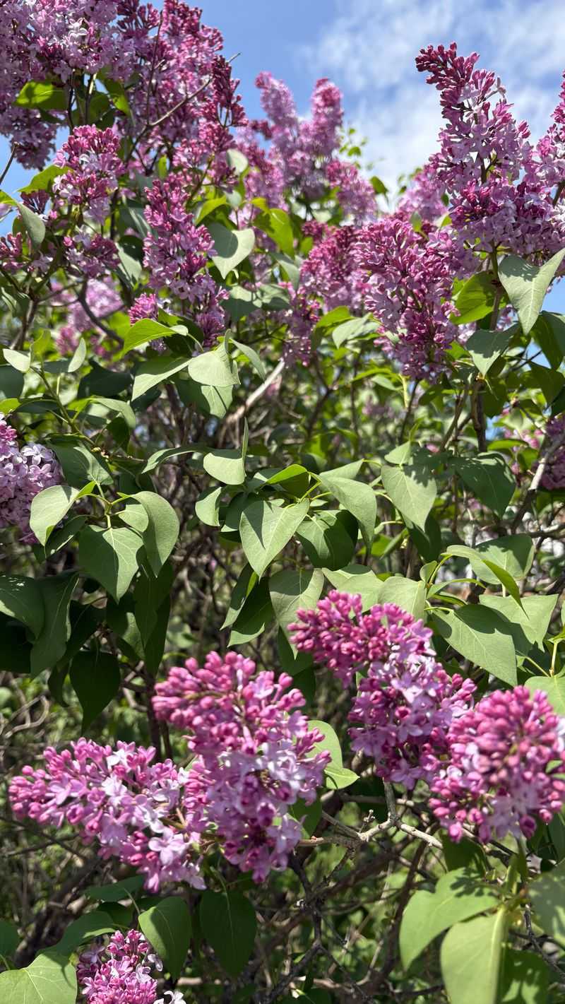Leave Lilacs Alone