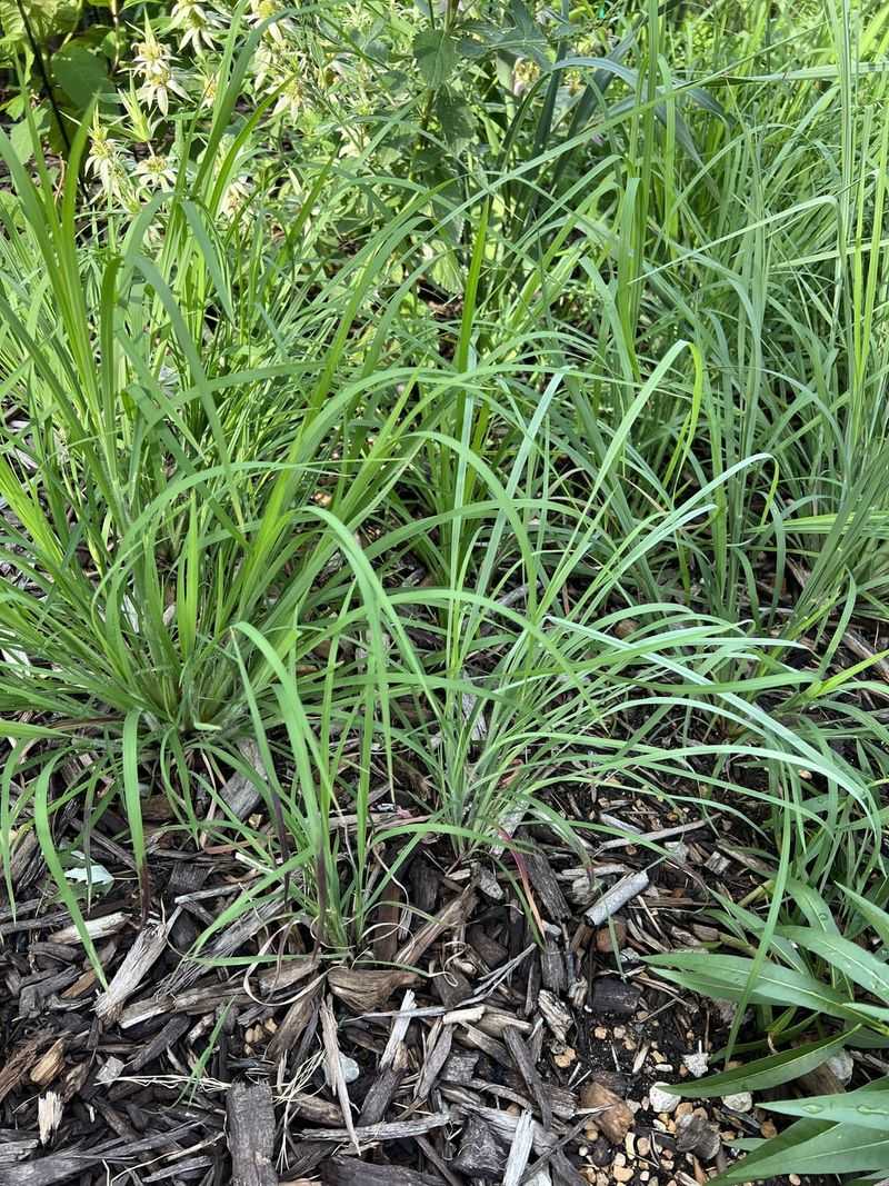 Leave Little Bluestem Until Late Winter Leave Little Bluestem Until Late Winter