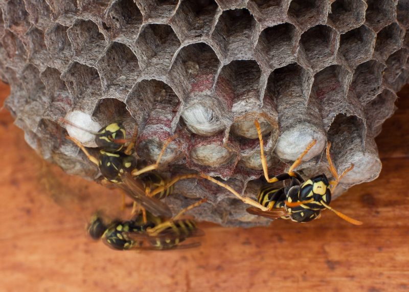 Leave Low-Risk Nests Alone Until Cold Arrives Leave Low-Risk Nests Alone Until Cold Arrives