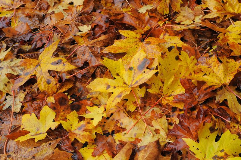 Leave Moist Leaf Litter In Quiet Corners Leave Moist Leaf Litter In Quiet Corners