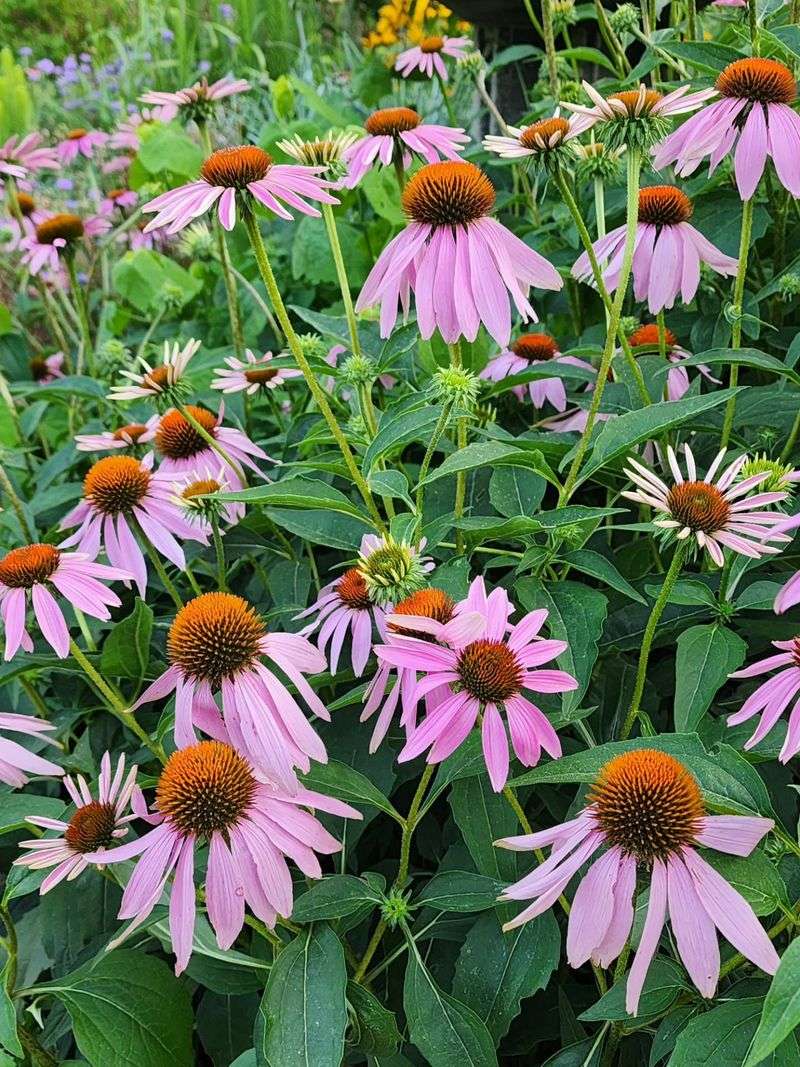 Leave Narrow Leaf Coneflowers Alone Leave Narrow Leaf Coneflowers Alone