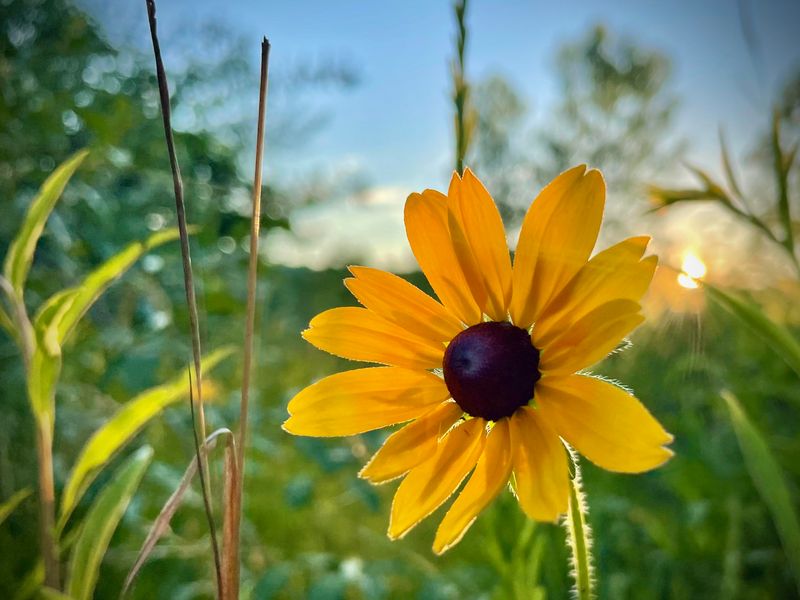 Leave Native Flower Stems Standing Leave Native Flower Stems Standing