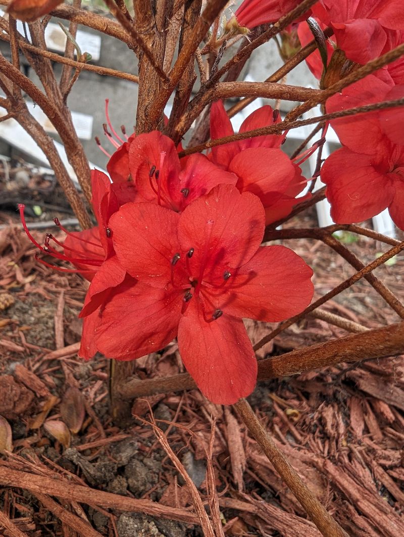 Leave New Growth Undisturbed Through Fall