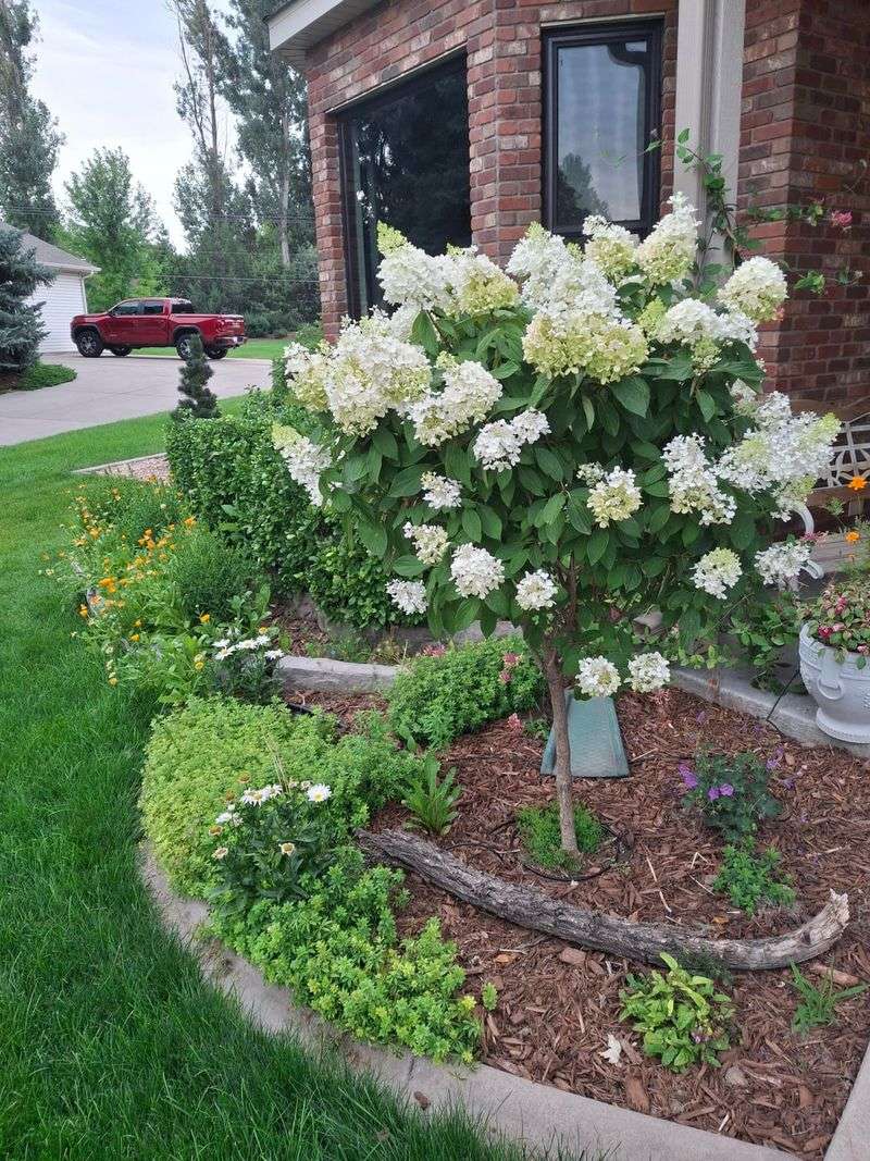 Leave Panicle Hydrangeas For Late Winter