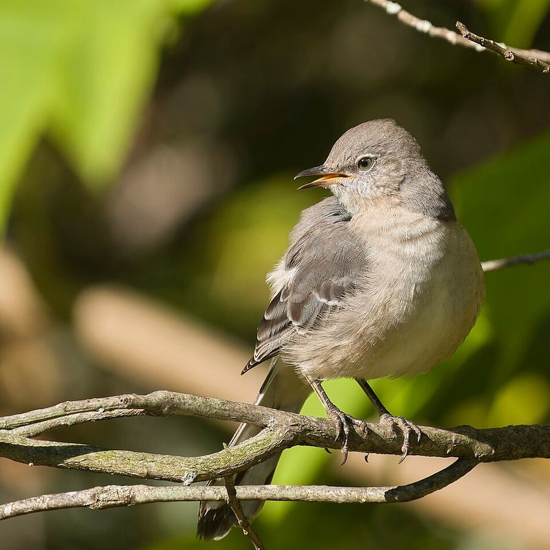 Leave Perches Near Safe Hunting Spots Leave Perches Near Safe Hunting Spots