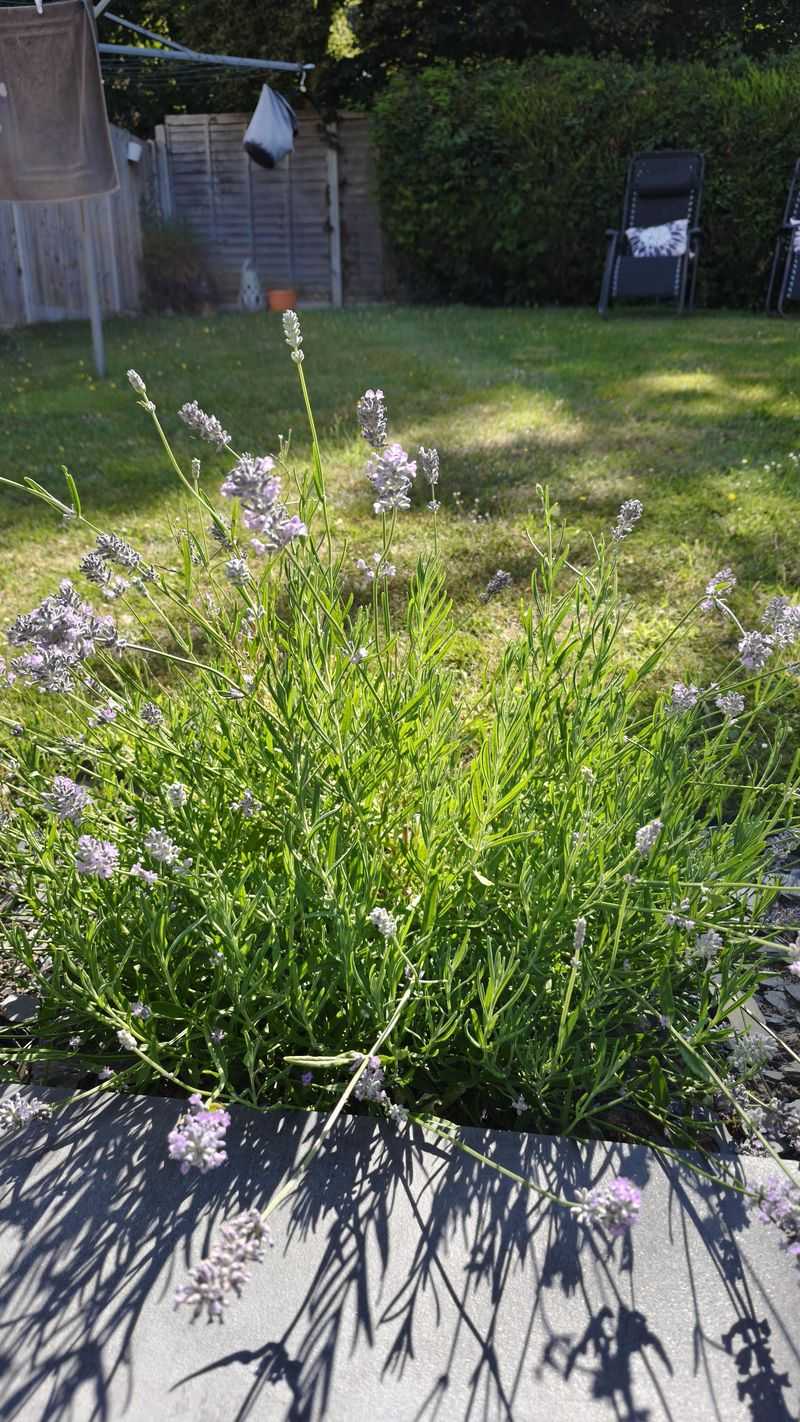 Leave Plenty Of Green Growth On Every Stem