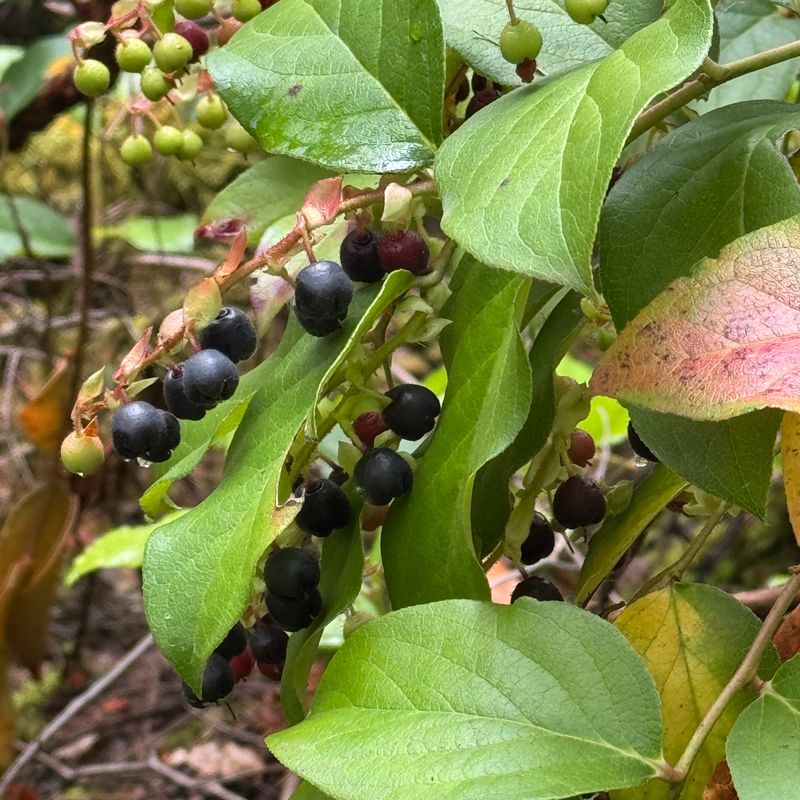 Leave Purple Berries For Wildlife