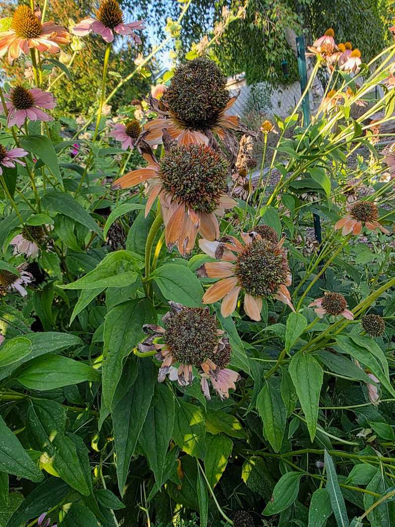 Leave Purple Coneflower Seed Heads Alone Leave Purple Coneflower Seed Heads Alone