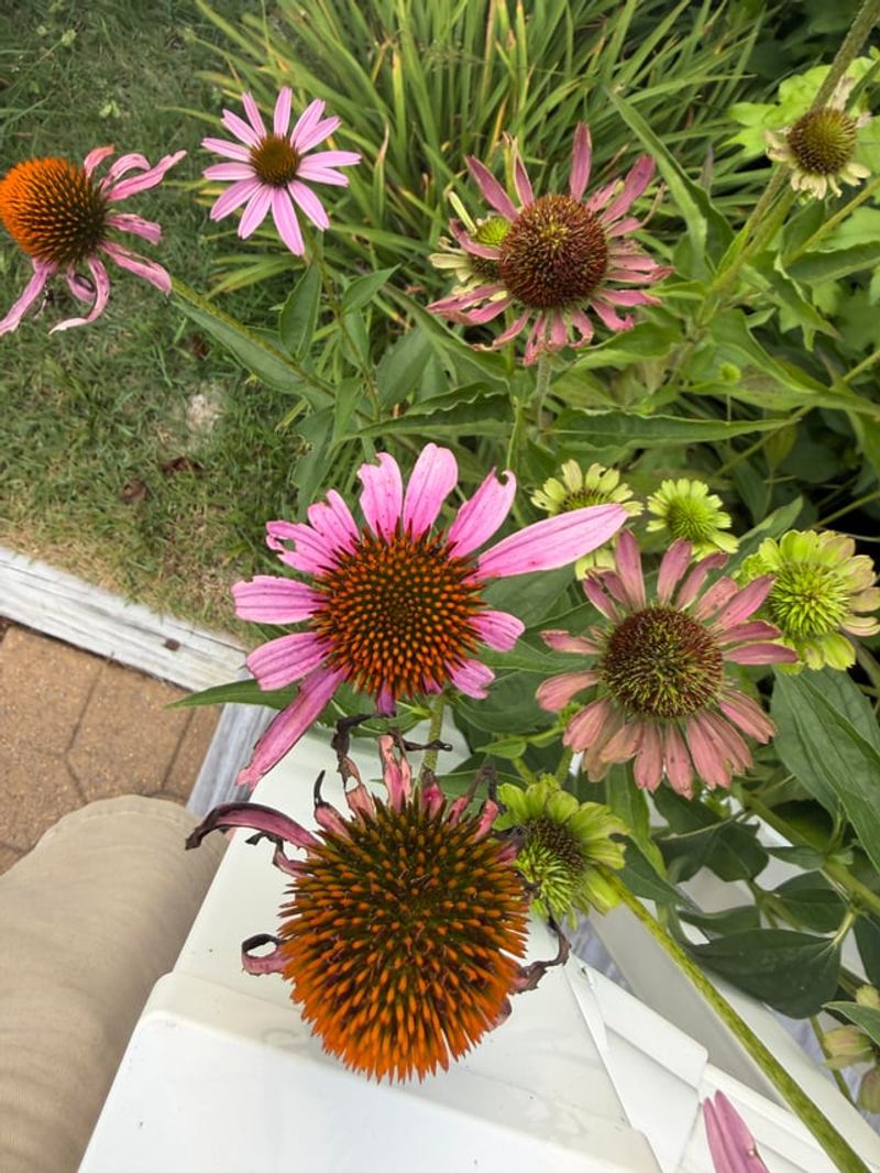 Leave Purple Coneflower Seedheads Standing