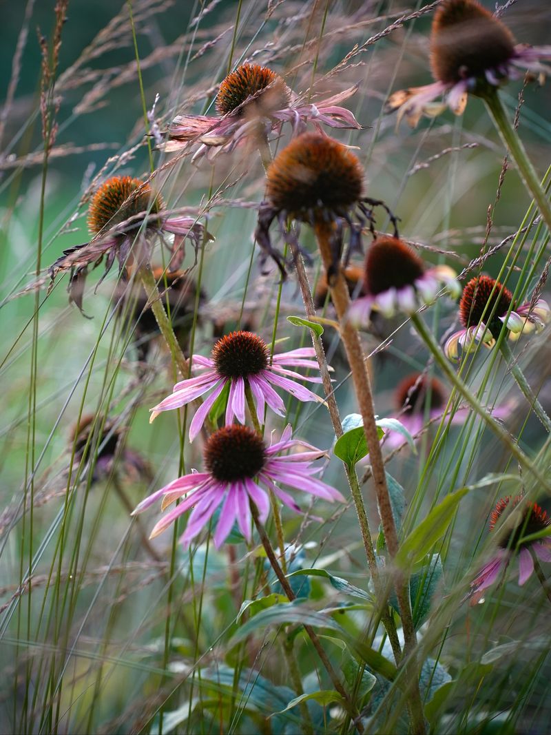 Leave Purple Coneflowers Alone