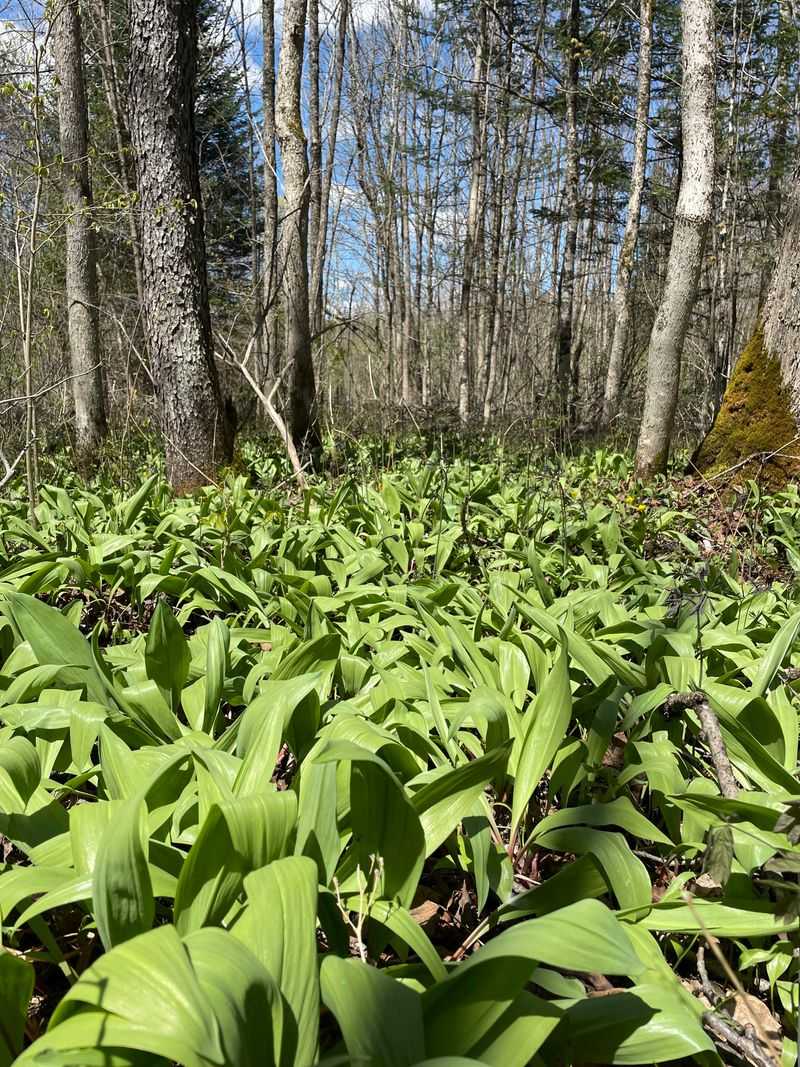 Leave Ramps Rooted On Game Lands