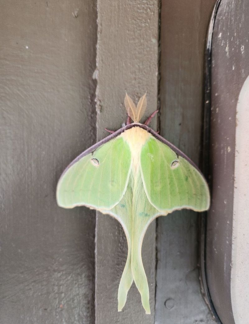 Leave Resting Moths Undisturbed Leave Resting Moths Undisturbed
