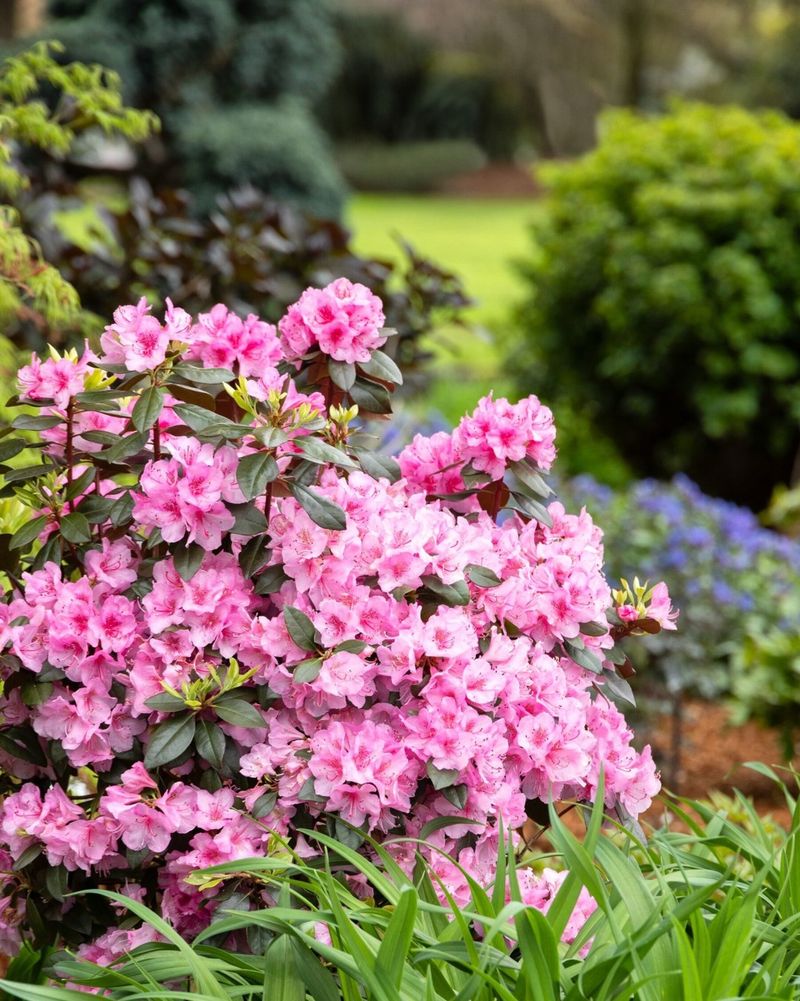 Leave Rhododendrons And Azaleas Alone