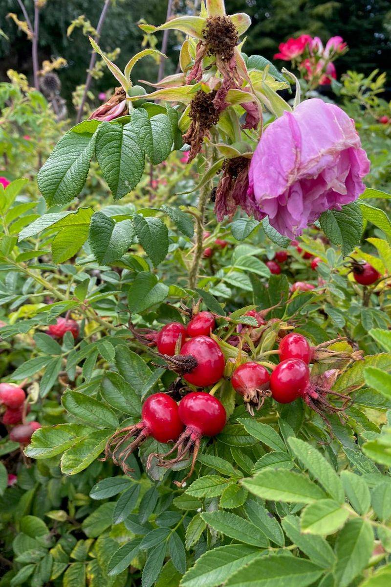 Leave Rose Hips To Start The Slowdown Leave Rose Hips To Start The Slowdown