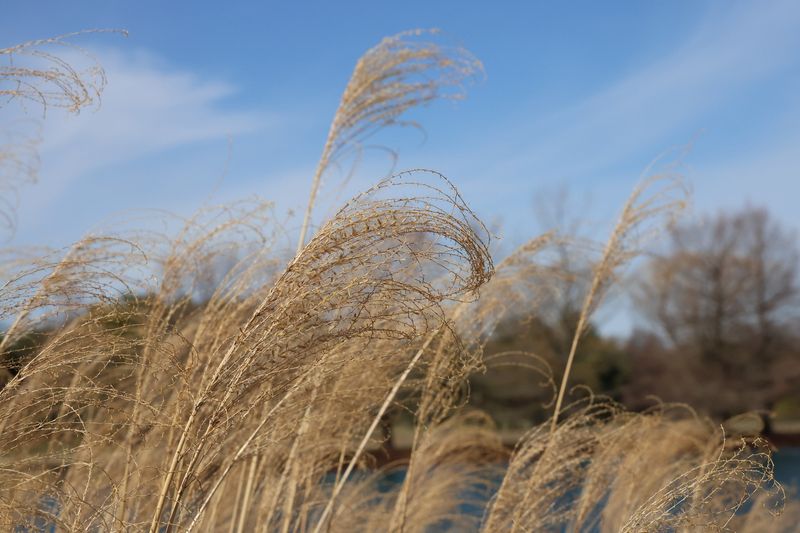 Leave Seedheads Standing For Winter Texture Leave Seedheads Standing For Winter Texture