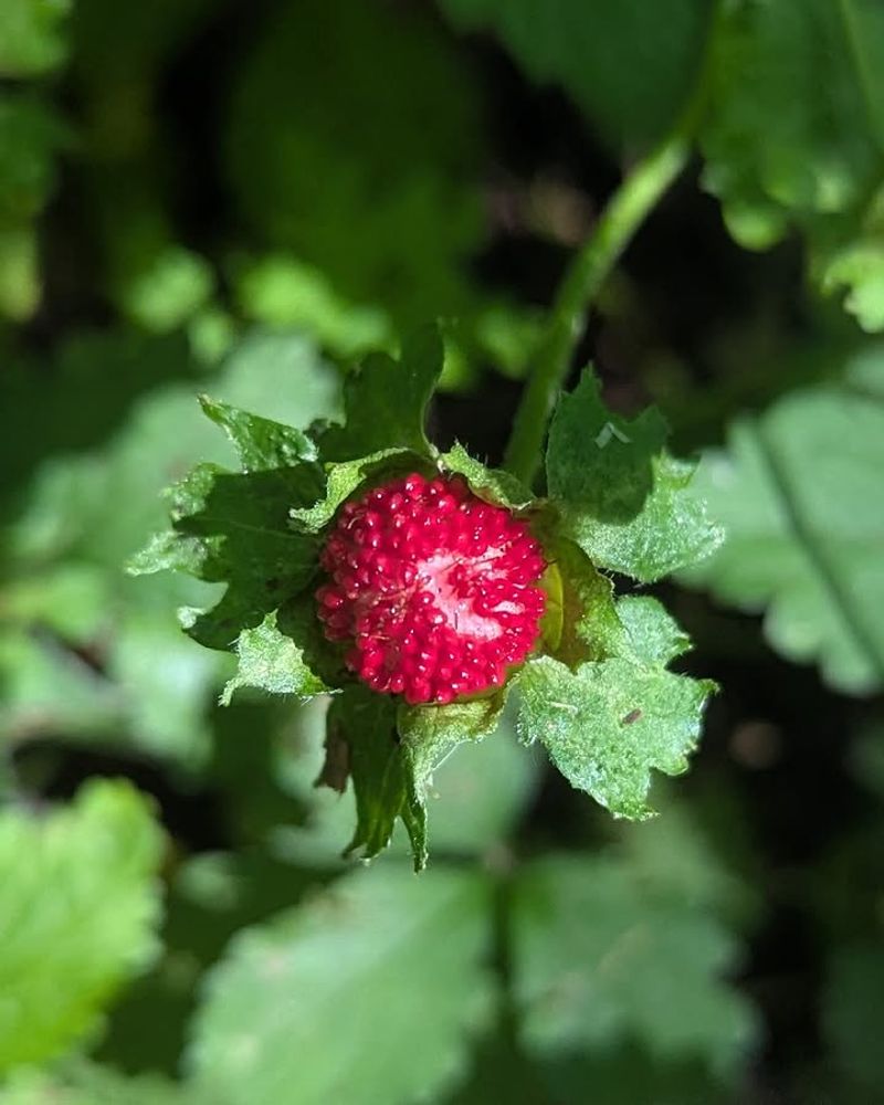 Leave Small Fruit For Wildlife Leave Small Fruit For Wildlife