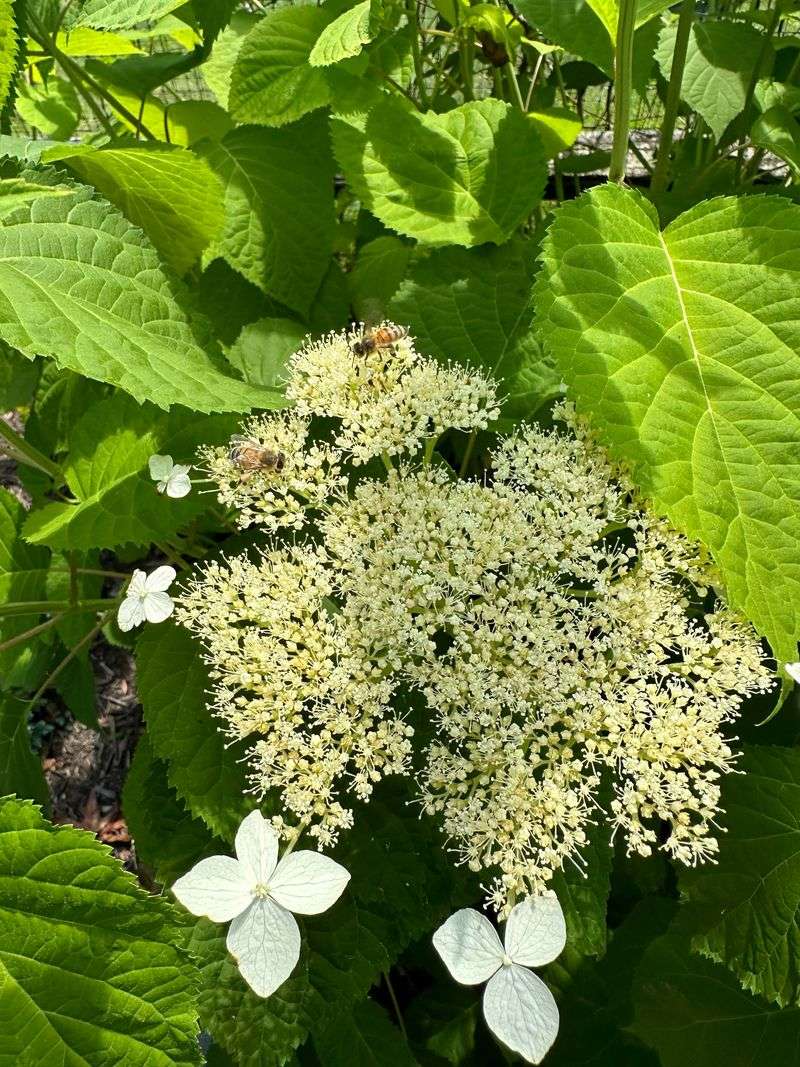 Leave Smooth Hydrangeas For Late Winter