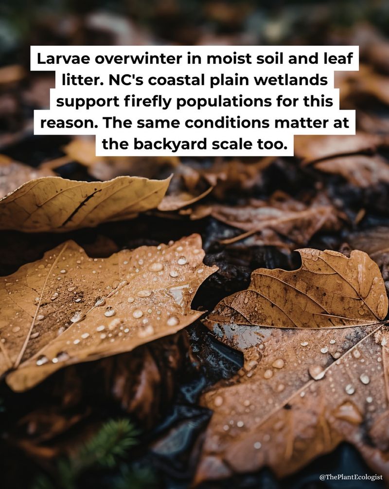 Leave Some Leaf Litter Where It Can Help Leave Some Leaf Litter Where It Can Help