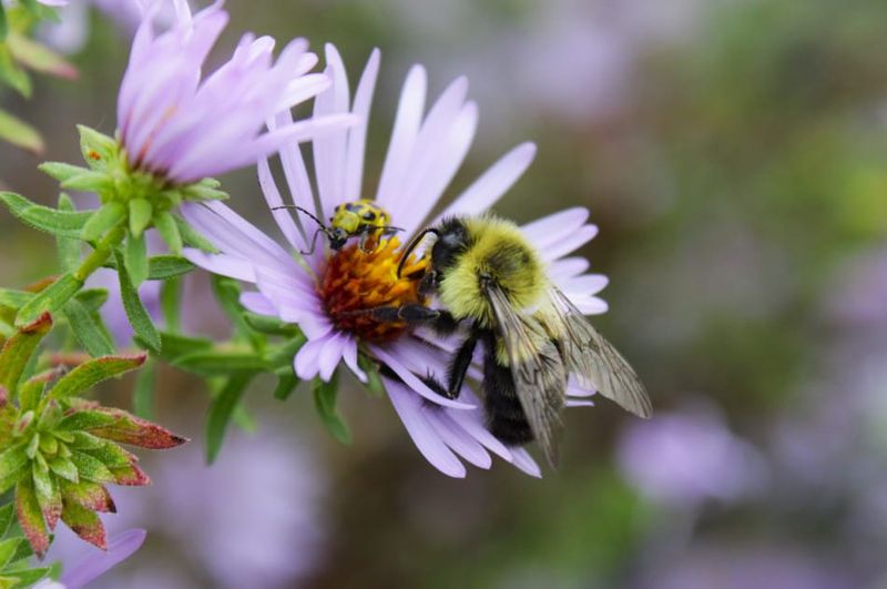 Leave Some Stems For Native Bees