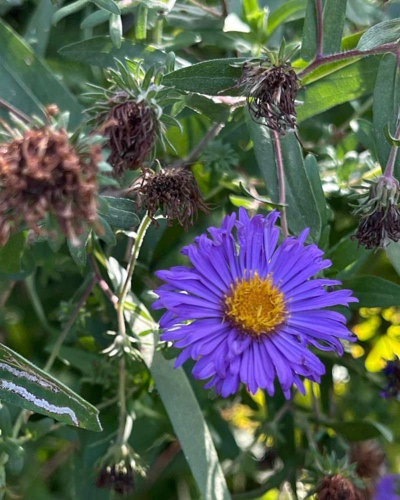 Leave Some Stems Standing After Bloom