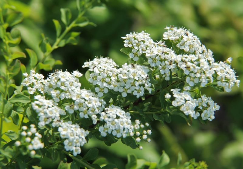 Leave Spring Flowering Spirea Until Its Next Pruning Window