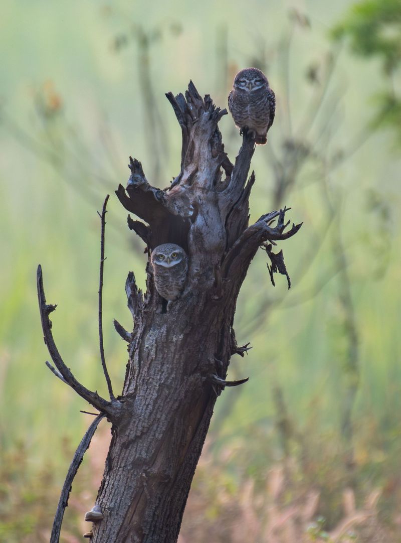 Leave Standing Snags For Natural Roosts