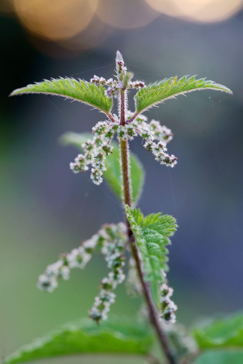 Leave Stinging Nettles For Wildlife Cover