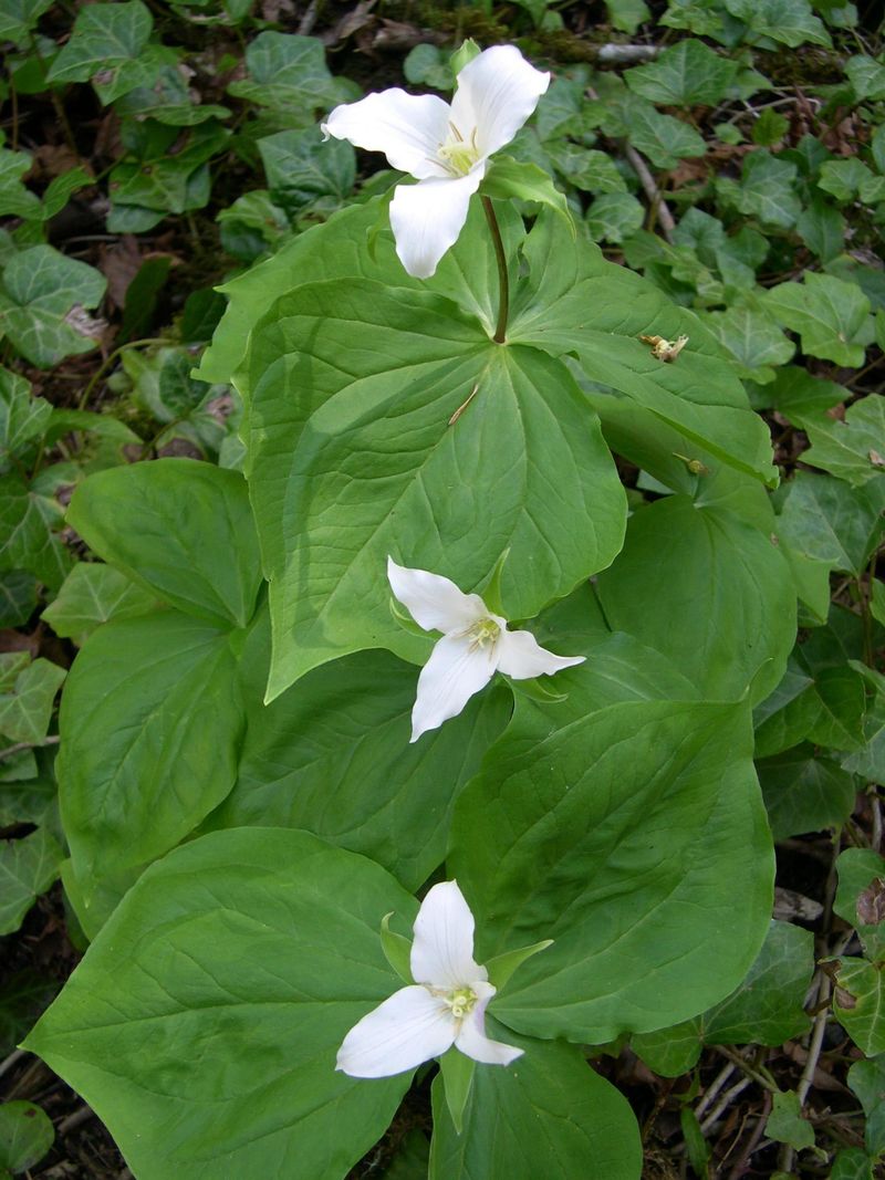 Leave Summer Dormant Trilliums Alone Leave Summer Dormant Trilliums Alone