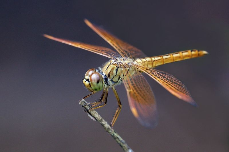Leave Sunny Perches Around The Garden