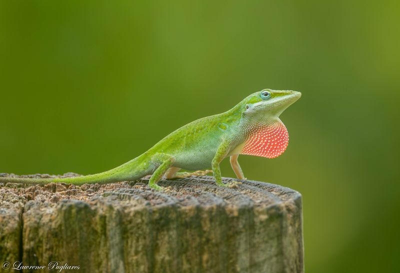 Leave Sunny Perches Beside Plenty Of Leafy Cover