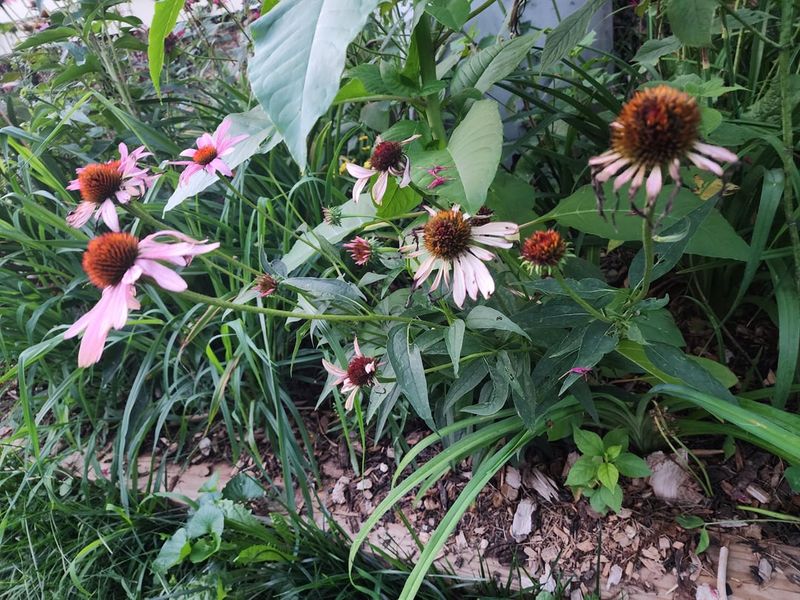 Leave The Final Flowers Even If Earlier Ones Were Trimmed