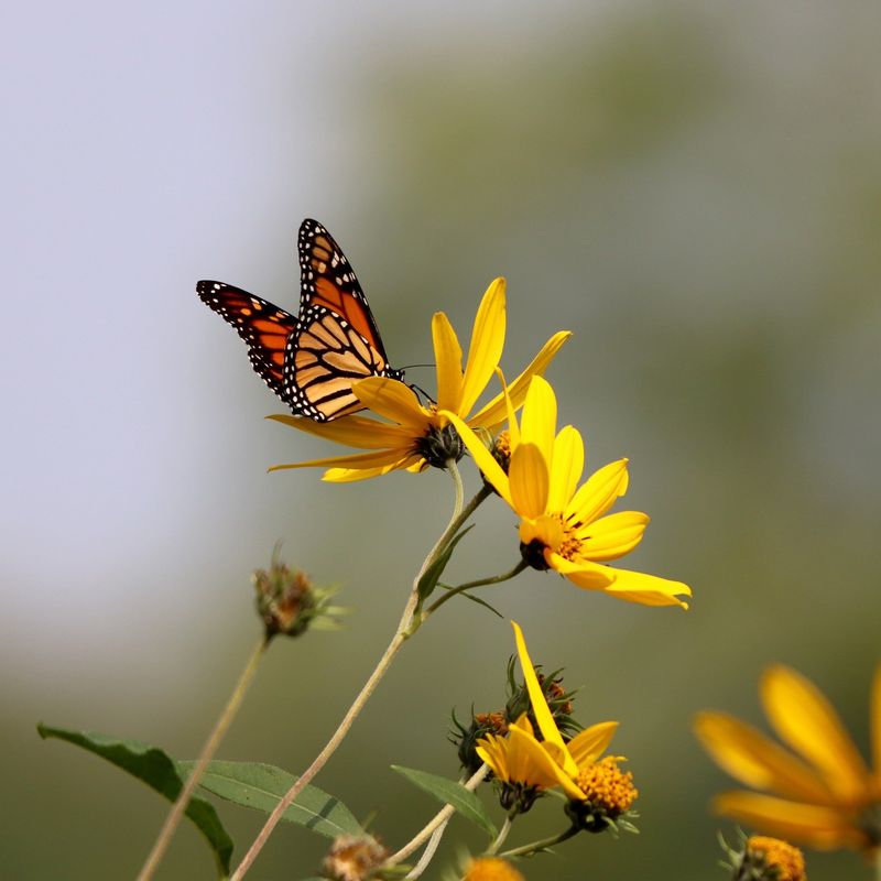 Leave The Flowers Free Of Insecticides