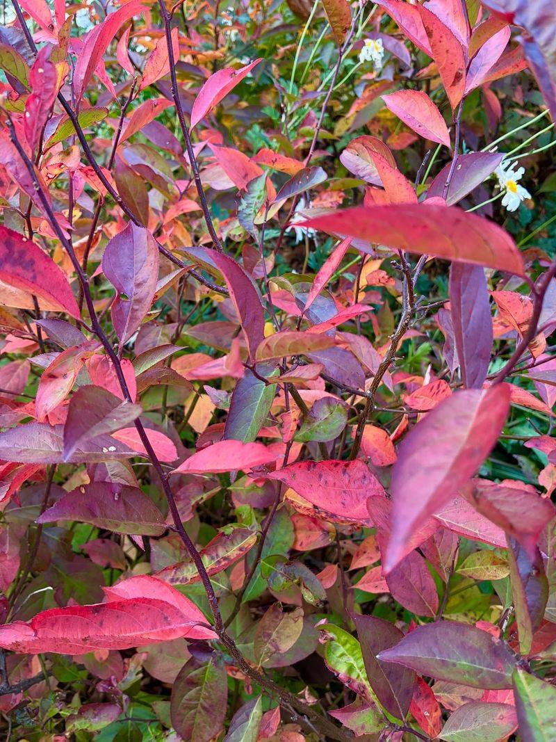Leave The Foliage In Place As The Color Develops Leave The Foliage In Place As The Color Develops