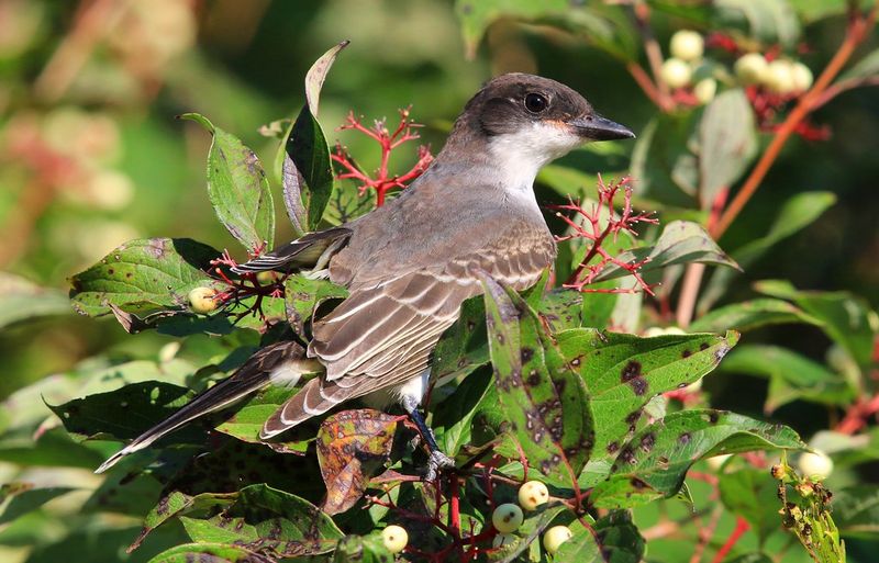 Leave The Late Summer Fruit For The Birds