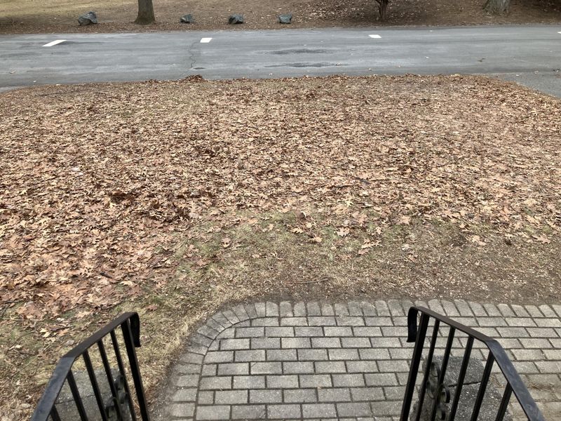 Leave The Leaf Litter Alone