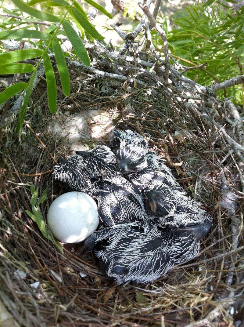 Leave The Nest Alone To Avoid Disturbing The Birds Leave The Nest Alone To Avoid Disturbing The Birds