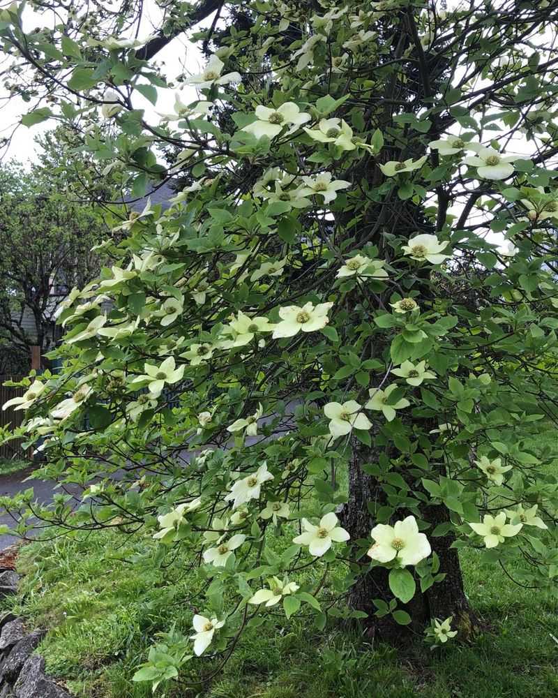 Leave The Pruning Tools Alone This September