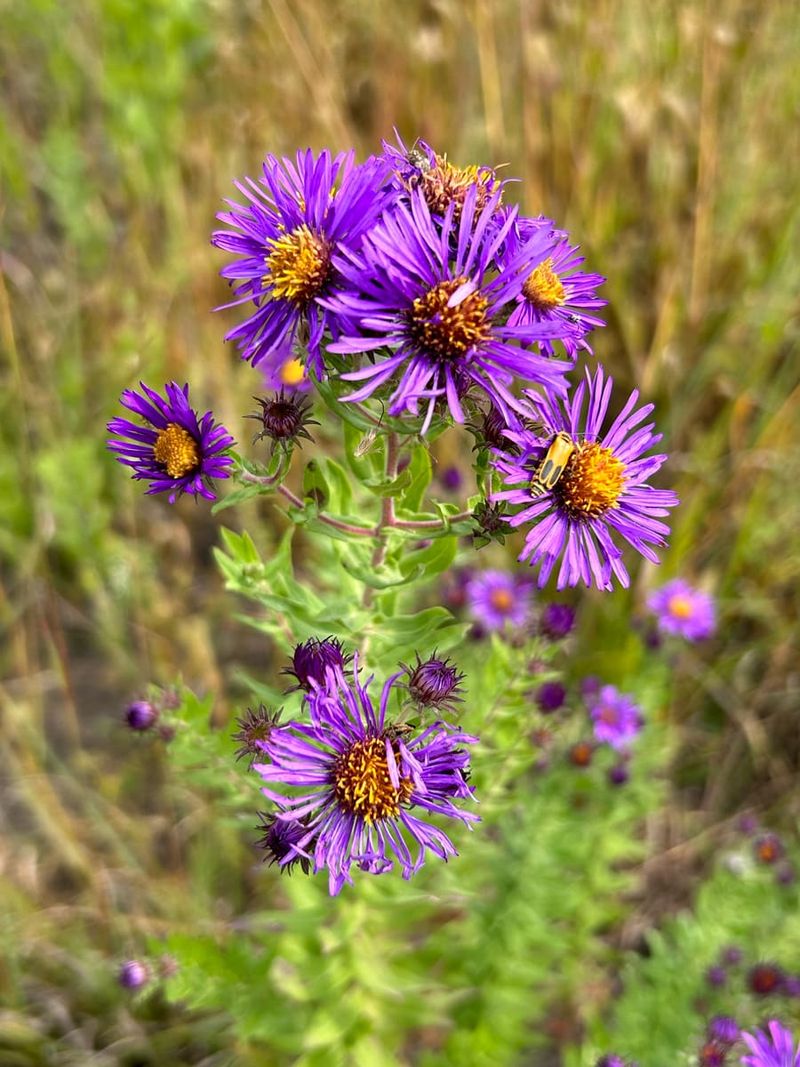 Leave The Seedheads Standing After Bloom