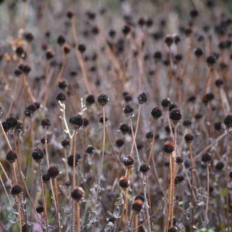 Leave The Stems Standing Into Fall