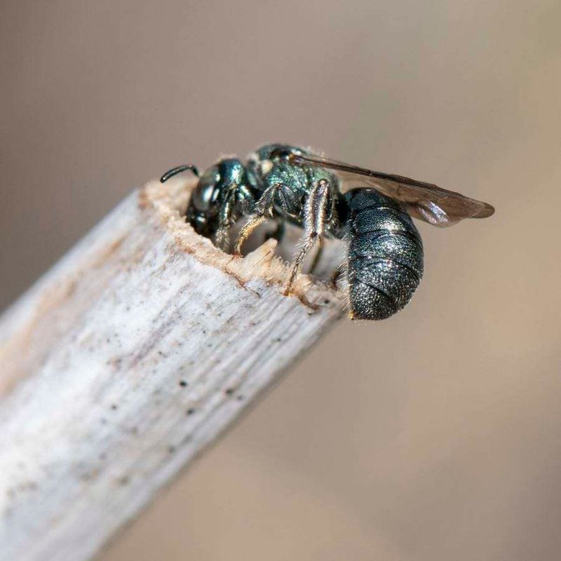 Leave Twelve Inches For Spring-Nesting Bees