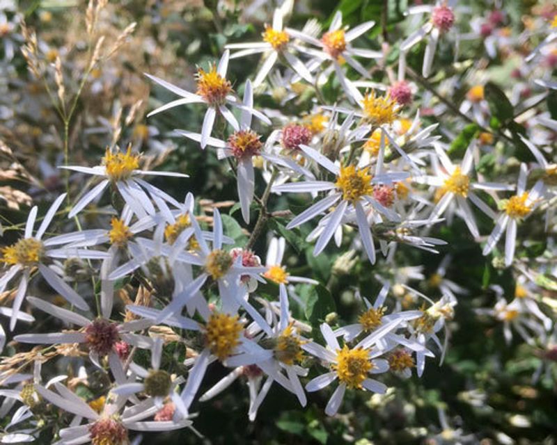 Leave White Wood Asters Alone Leave White Wood Asters Alone