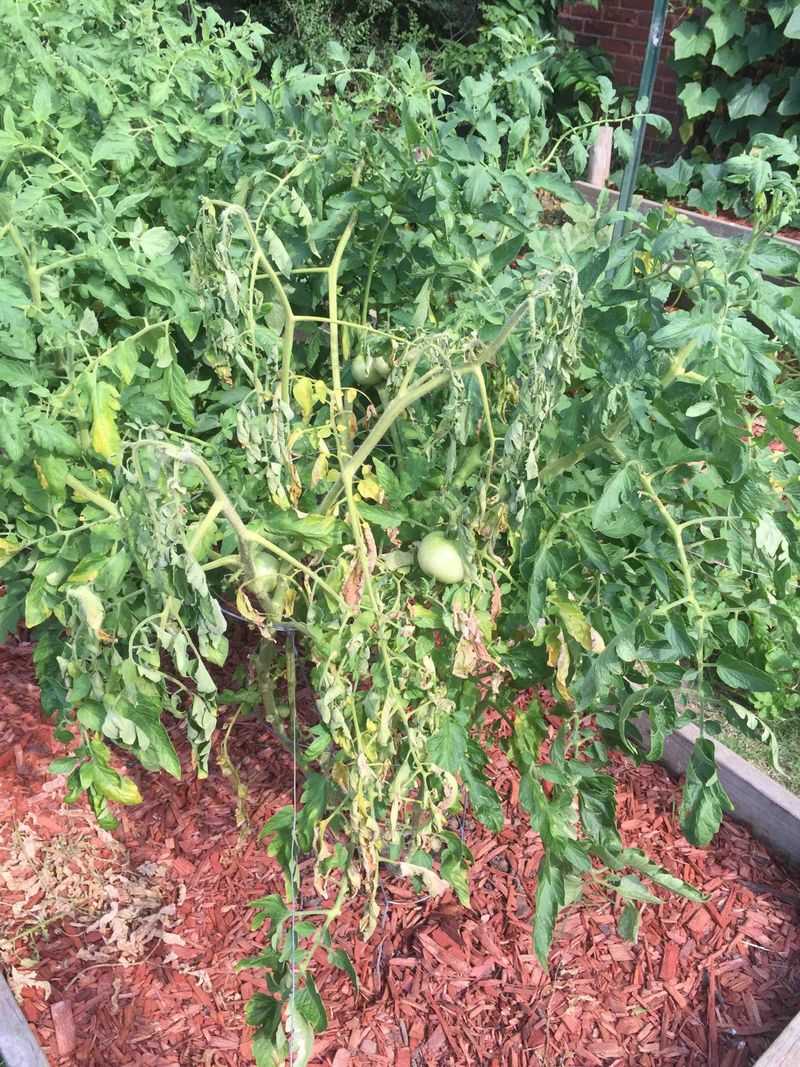 Leave Wilted Plants Alone For Now Leave Wilted Plants Alone For Now