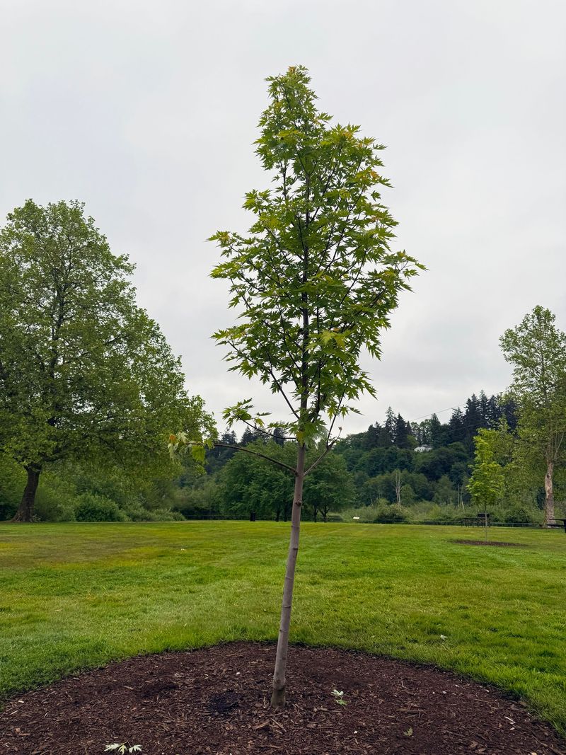 Leave Young Trees Alone